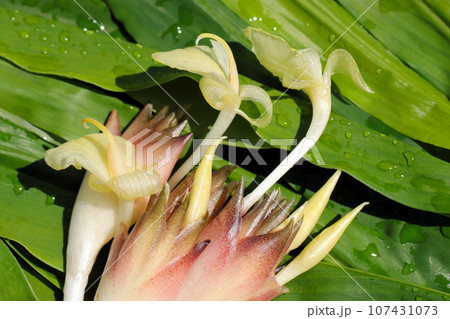 収穫後のミョウガの新鮮なの蕾と花（ミョウガ葉背景・マクロレンズ・自然光接写写真） 107431073