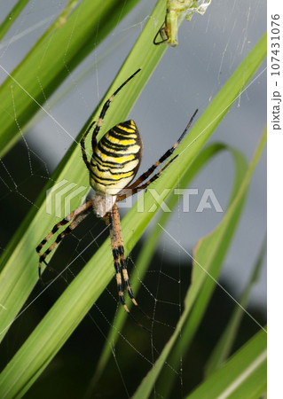 よく太った雌のナガコガネグモ(マクロレンズ使用・自然光・接写写真) よく太った雌のナガコガネグモ(マクロレンズ使用・自然光・接写写真) 107431076