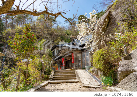 山形県山形市　山寺と通称される立石寺の観世音菩薩のある華蔵院と白い木蓮 107431360