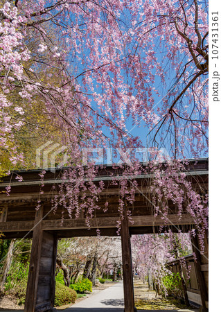 山形県山形市　山寺と通称される立石寺の抜芳門と春のしだれ桜 107431361