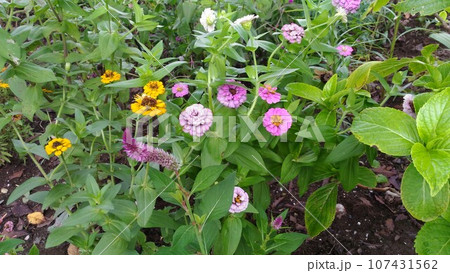 百日草の矮性種ジニアの桃色の花 百日草の矮性種ジニアの桃色の花 107431562