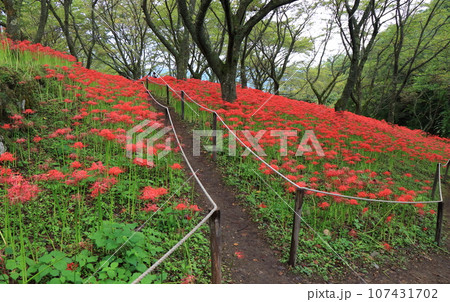 満開の彼岸場 107431702