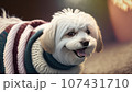 セーターを着た笑っているマルチーズ 107431710