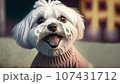 セーターを着た笑っているマルチーズ 107431712