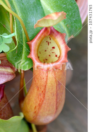 ウツボカヅラ「ネペンテス・マラニー」の褐色の捕虫嚢（マクロレンズ使用・ストロボ＋自然光・接写写真） 107431765