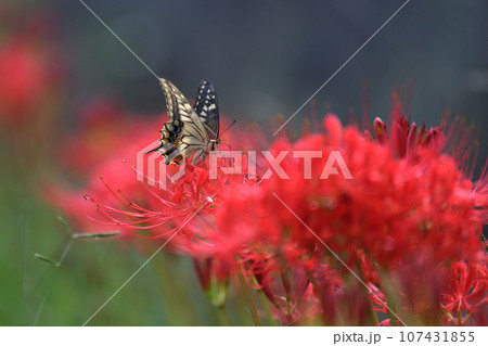 赤い彼岸花の蜜を吸うキアゲハ 107431855