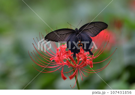 彼岸花の蜜を吸うクロアゲハ 彼岸花の蜜を吸うクロアゲハ 107431856