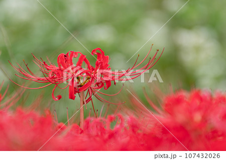 彼岸花と蕎麦の花 彼岸花と蕎麦の花 107432026