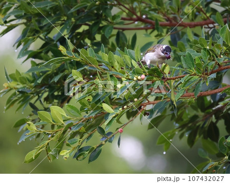 オキナグサ おきなぐさ 西洋翁草 107432027