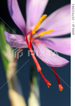 ラベンダー色のハーブ植物、サフラン花アップ（マクロレンズ使用・屋外自然光・接写写真） 107432061