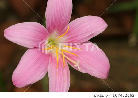 ピンク色のサフランモドキの花アップ(マクロレンズ使用・自然光・接写写真) ピンク色のサフランモドキの花アップ(マクロレンズ使用・自然光・接写写真) 107432062