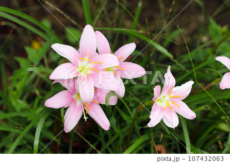 ピンク色のサフランモドキの花たち(マクロレンズ使用・自然光・接写写真) ピンク色のサフランモドキの花たち(マクロレンズ使用・自然光・接写写真) 107432063