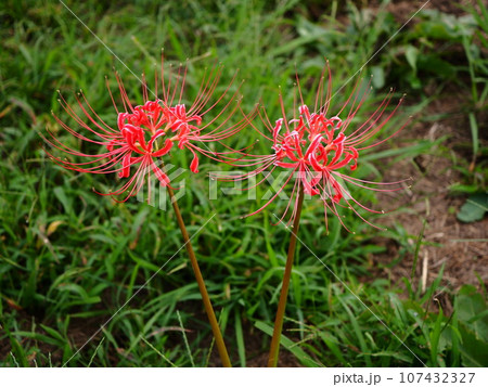秋の荒川河川敷に咲いた彼岸花 107432327