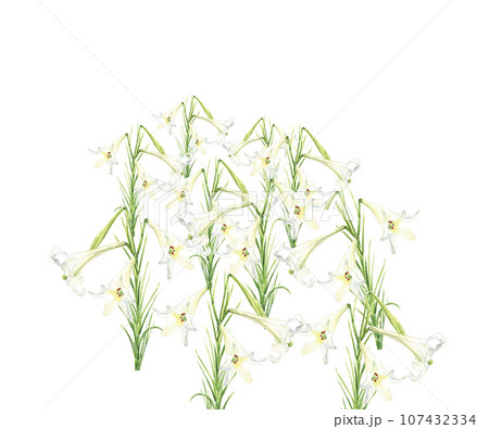 水彩で描いた白百合畑 白バック 透過背景 コピースペースあり 107432334
