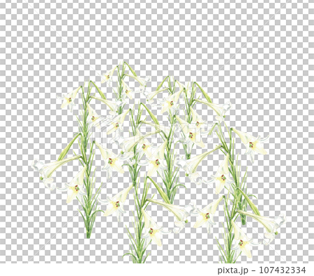 水彩で描いた白百合畑 白バック 透過背景 コピースペースあり 107432334