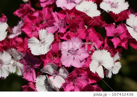 美女ナデシコの花 美女ナデシコの花 107432436