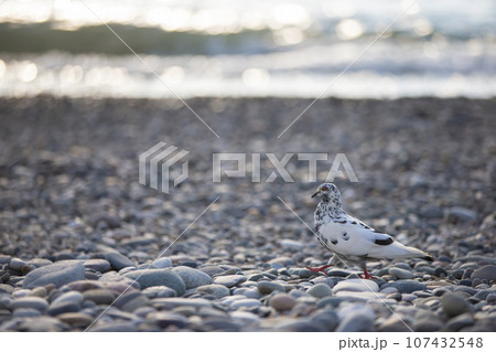 An important dove of pockmarked color walks along the rocky seashore. 107432548