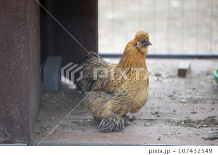 A chicken of the Lacedanzi breed sits in an aviary and is bored. A chicken of the Lacedanzi breed sits in an aviary and is bored. 107432549