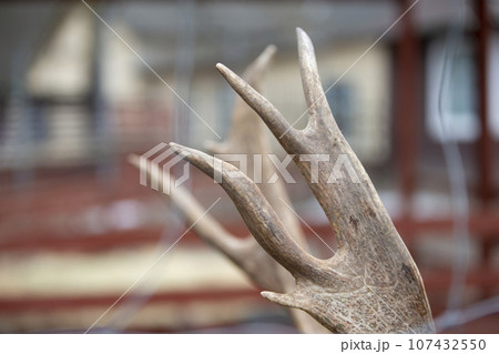 Antler close-up of a European deer. 107432550