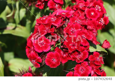 美女ナデシコの花 美女ナデシコの花 107432648