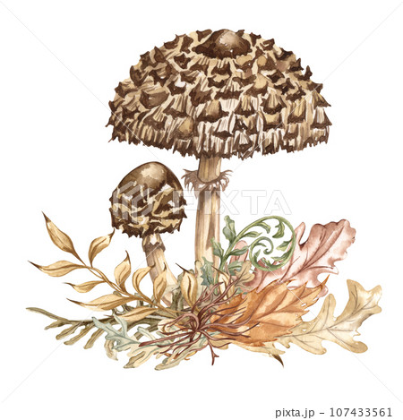 Watercolor autumn composition in vintage style. Hand painted wild mushrooms with dried leaves and twigs. Forest composition 107433561