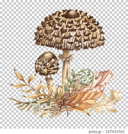 Watercolor autumn composition in vintage style. Hand painted wild mushrooms with dried leaves and twigs. Forest composition 107433561