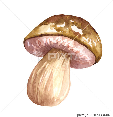 Watercolor edible mushrooms set, isolated on white background. Autumn foraging illustration. 107433606