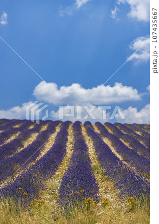 Lavender field near Montbrun les Bains and Sault, Provence, France Lavender field near Montbrun les Bains and Sault, Provence, France 107435667