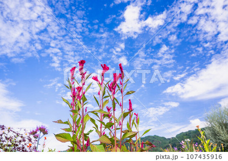 爽やかな秋の空とケイトウの花 107435916