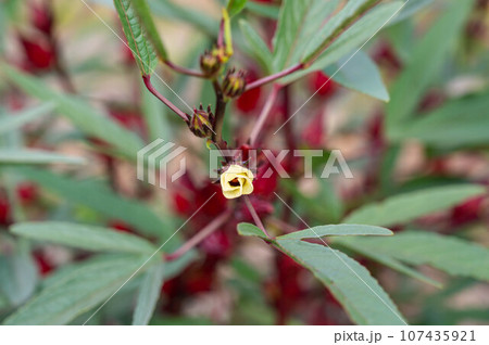 ローゼルの花 ローゼルの花 107435921