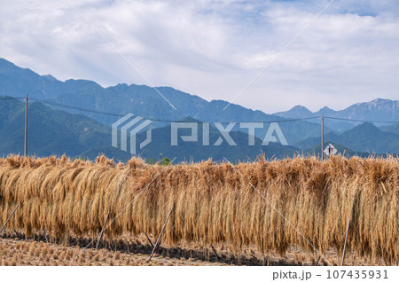安曇野の稲架掛けと山岳風景 107435931