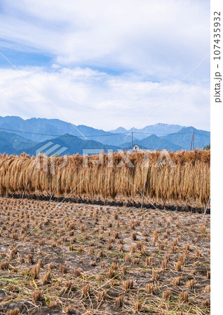 安曇野の稲架掛けと山岳風景 安曇野の稲架掛けと山岳風景 107435932