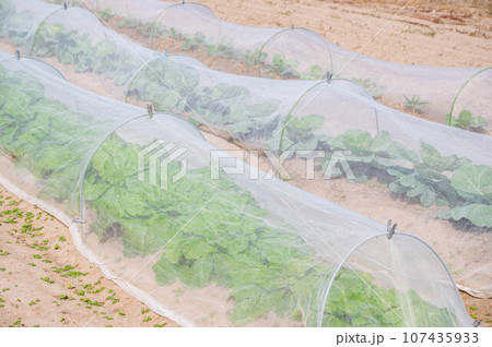 防虫ネットをかけた野菜畑 防虫ネットをかけた野菜畑 107435933