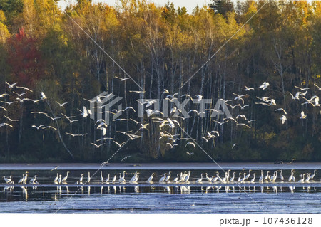 White heron, (Ardea alba, Egretta alba), autumn landscape in Trebonsko region, Southern Bohemia, Czech Republic White heron, (Ardea alba, Egretta alba), autumn landscape in Trebonsko region, Southern Bohemia, Czech Republic 107436128