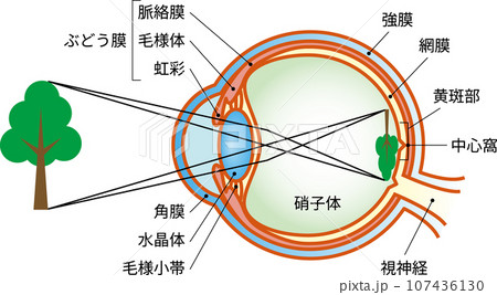 正視　目の構造　文字あり 107436130