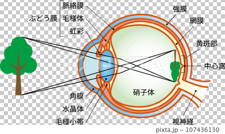 Emmetropia, eye structure, text - Stock Illustration [107436130] - PIXTA