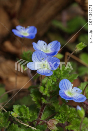 早春に咲くオオイヌノフグリ 107436271