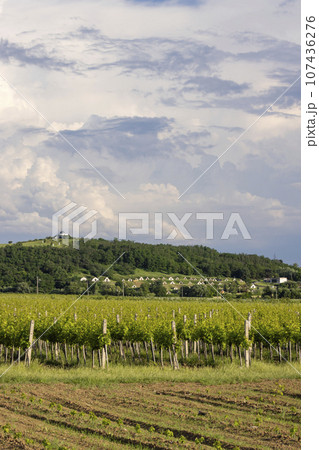 Traditional wine cellars (Gombos-hegyi pincesor) in Hercegkut, UNESCO site, Great Plain, North Hungary 107436276