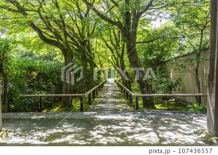 光悦寺　参道　青紅葉のトンネル（京都市北区鷹峯光悦町） 107436557
