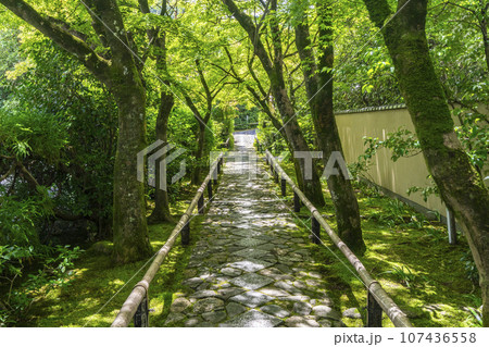 光悦寺　参道　青紅葉のトンネル（京都市北区鷹峯光悦町） 107436558