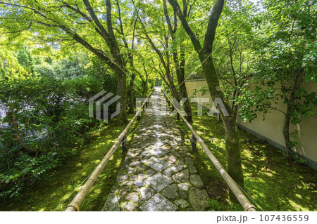 光悦寺　参道　青紅葉のトンネル（京都市北区鷹峯光悦町） 107436559