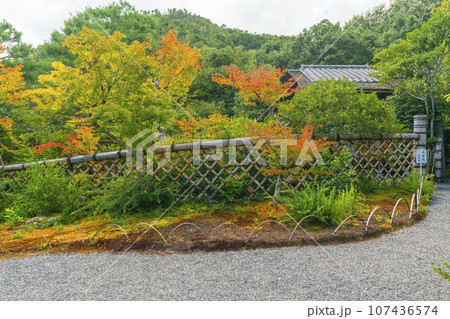 光悦寺　光悦垣　紅葉の始まり　--京都市北区鷹峯光悦町-- 107436574