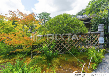 光悦寺　光悦垣　紅葉の始まり　--京都市北区鷹峯光悦町-- 107436577