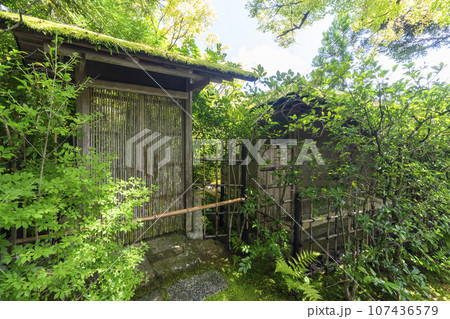 光悦寺　境内の美しい緑　--京都市北区鷹峯光悦町-- 107436579