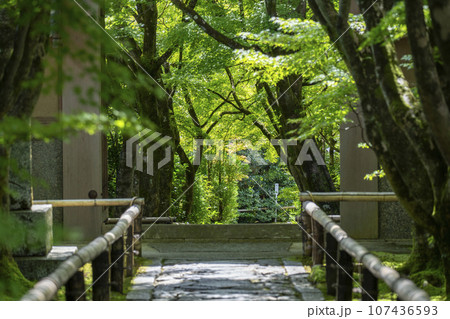 光悦寺 参道 青紅葉のトンネル(京都市北区鷹峯光悦町) 光悦寺 参道 青紅葉のトンネル(京都市北区鷹峯光悦町) 107436593