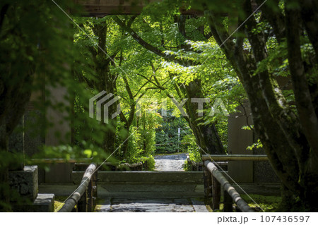 光悦寺 参道 青紅葉のトンネル(京都市北区鷹峯光悦町) 光悦寺 参道 青紅葉のトンネル(京都市北区鷹峯光悦町) 107436597