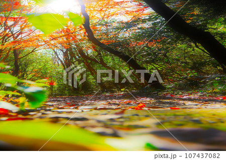 明るい秋の林道の写真を遠近強調・明るく鮮やかにカラーレタッチしたアニメ風イメージ写真 107437082