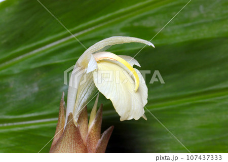 収穫後、新鮮な茗荷の蕾と花(ミョウガ葉背景・マクロレンズ・自然光接写写真) 収穫後、新鮮な茗荷の蕾と花(ミョウガ葉背景・マクロレンズ・自然光接写写真) 107437333
