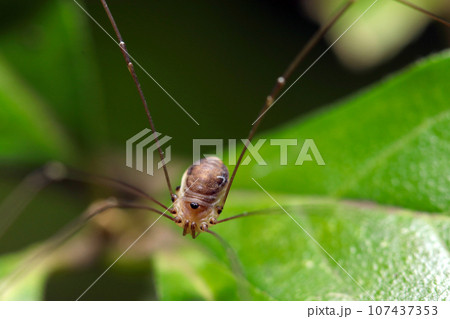 森のお掃除屋さん、モエギザトウムシ(マクロレンズ使用・ストロボ+自然光・接写写真) 森のお掃除屋さん、モエギザトウムシ(マクロレンズ使用・ストロボ+自然光・接写写真) 107437353