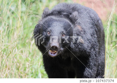 ツキノワグマ ツキノワグマ 107437374